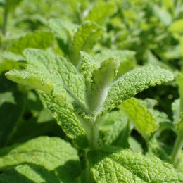 Mastranto, Menta 'Apple Mint'